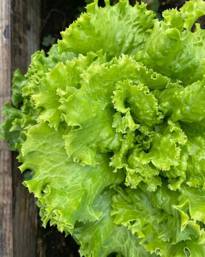 Agriturismo Pepe Rosa Rivoli Veronese エクステリア 写真